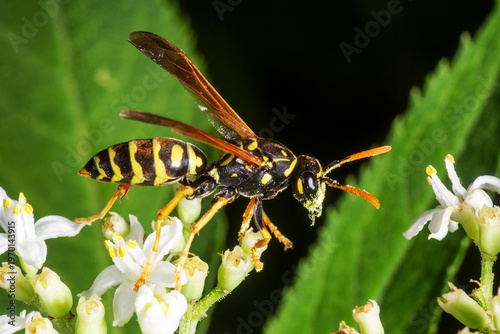 Wasp on white elder flowers close-up