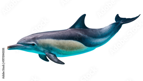 Canvas-taulu Sleek gray dolphin swimming, displaying silver underbelly and dark dorsal fin
