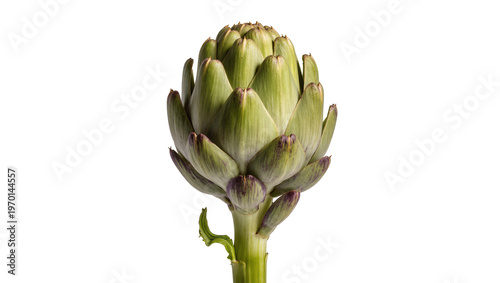 Fresh green artichoke heart, displaying layered bracts and a purple stem