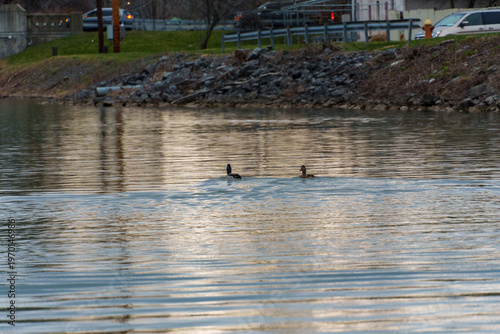 Φωτογραφία Two ducks swimming in lake inlet