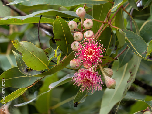 Blüte