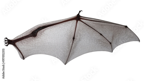Obraz na plátně Detailed gothic bat wing featuring dark metal frame, delicate spiderweb texture
