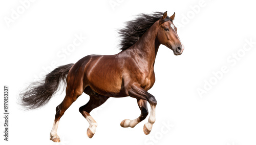 Schilderij op canvas Bay galloping horse, muscular physique with flowing black mane and tail