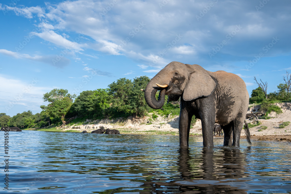 Fototapeta premium African bush elephant standing in the CHobe River in Chobe National Park.