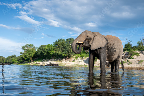 African bush elephant standing in the CHobe River in Chobe National Park.