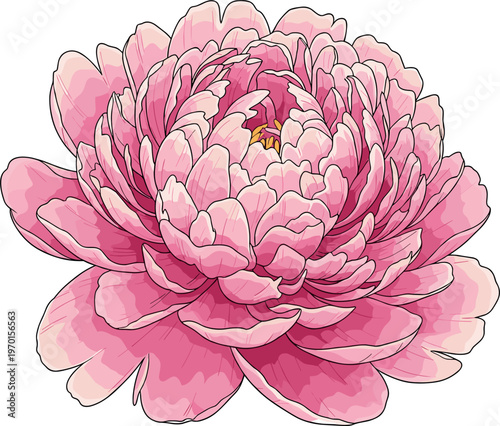Pink peony flower vector illustration with lush layered peony blossom botanical floral element romantic garden plant isolated on white background