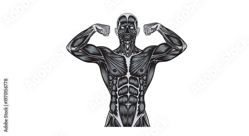 detailed human muscle anatomy silhouettes male body strong muscular structure