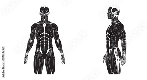 human body anatomy black silhouettes full body front and side view