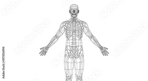 human body wireframe silhouettes full body front view arms slightly away from body