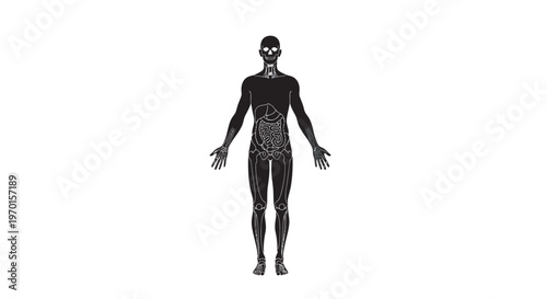 human body anatomy black silhouettes full body front