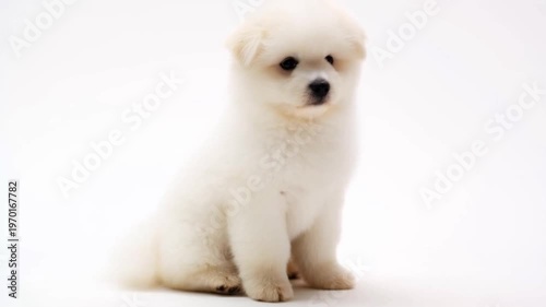 white pomeranian puppy on white background