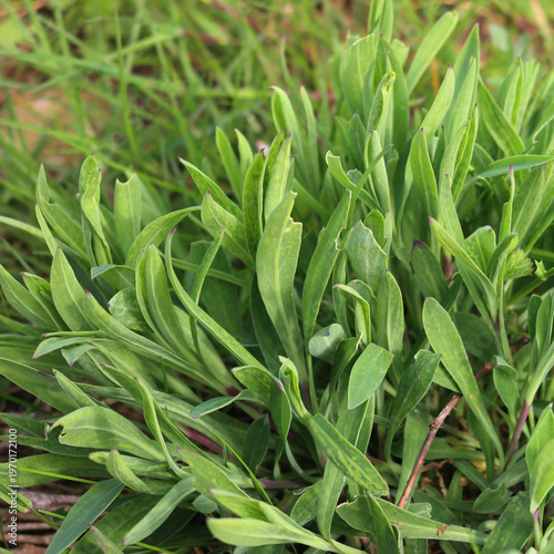 Bunch of Bladder campion plants in the meadow on springtime. Silene vulgaris plant  in the italian countryside