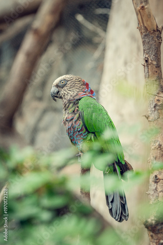 Colorful Tropical Parrot Resting on Tree Branch, Tenerife Nature and Wildlife Landscape near Famous Canary Islands Attractions