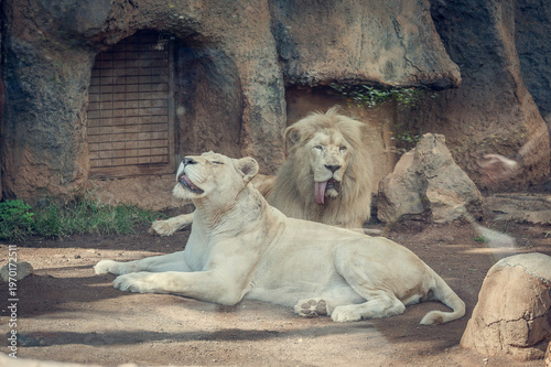 White Lioness Resting Beside Male Lion in Zoo Enclosure, Rare African Big Cats Relaxing on Ground, Wildlife Conservation, Exotic Mammal Pair, Powerful Predators in Captivity