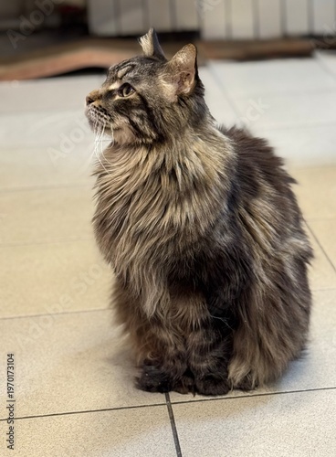 Grey domestic cat maikun close-up. Selective focus