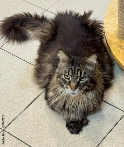 Grey domestic cat maikun close-up. Selective focus