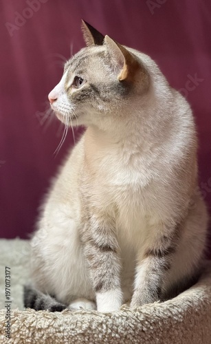  Light gray domestic cat sits and looks away. A pet. Selective focus	