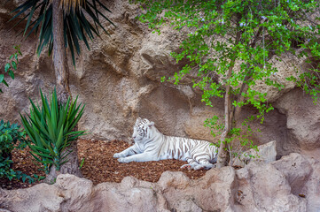 Majestic white tiger lying on stone terrain, endangered big cat wildlife portrait, rare striped predator at rest, exotic animal nature scene, strength and calmness concept, zoo habitat.