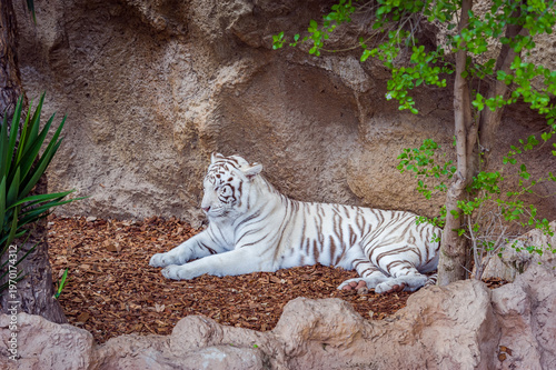 White tiger resting on rocky ground in natural habitat, rare albino big cat wildlife scene, powerful predator lying calmly, exotic animal conservation concept, zoo environment, detailed fur texture.