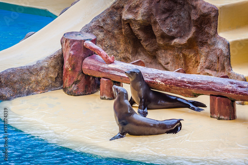 Title: Playful sea lions by swimming pool in Tenerife marine park, Canary Islands Spain, aquatic wildlife show scene, coastal travel destination, tourism entertainment concept.