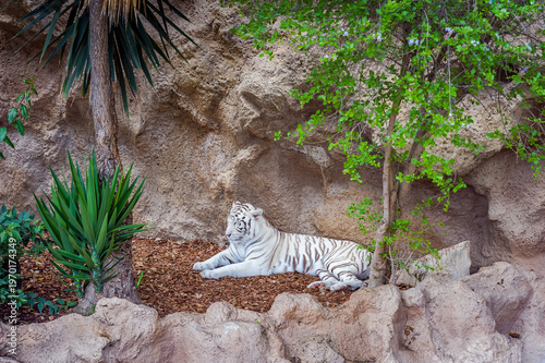 Majestic white tiger lying on stone terrain, endangered big cat wildlife portrait, rare striped predator at rest, exotic animal nature scene, strength and calmness concept, zoo habitat.