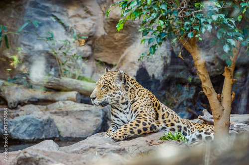 Leopard Lying on Rocks, Majestic Wild Cat Predator in Natural Environment with Spotted Fur and Relaxed Posture