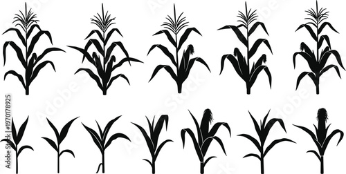 Set of black corn stalk silhouettes, maize plants with leaves and cobs, isolated on white background for agricultural graphic design.