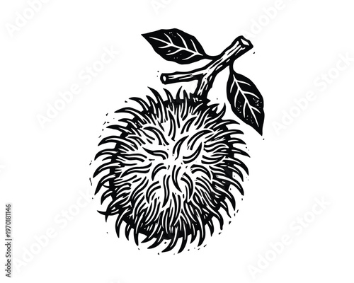 A hand drawn black and white illustration of a rambutan fruit with leaves on a branch