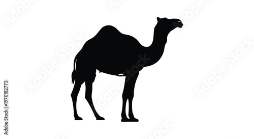 A striking black silhouette of a dromedary camel standing in profile against a plain white background silhouette