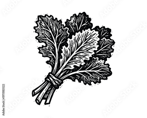 Bunch of fresh kale leaves tied with string, black linocut illustration