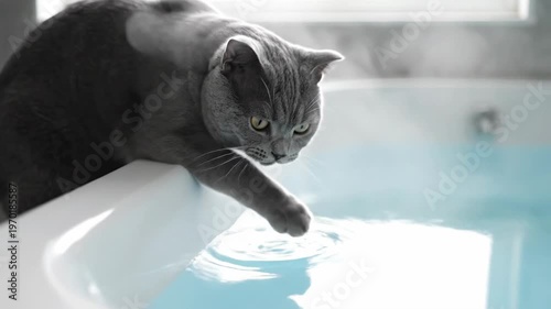 A gray cat peers curiously at water. It's close to the tub rim, with sunlight lighting up the space
