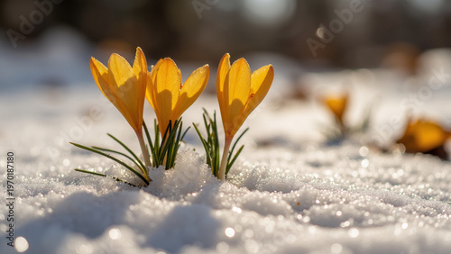 Yellow crocus flowers blooming through snow, early spring sunlight and nature renewal concept