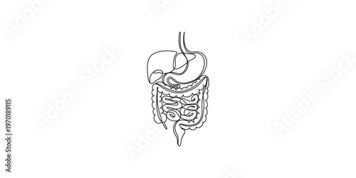 Continuous line drawing of the human digestive system including stomach and intestines