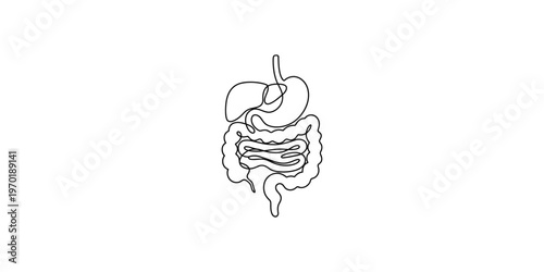 Continuous line drawing depicts the human digestive system including intestines and stomach