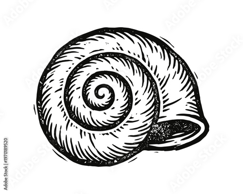 Spiral snail shell hand drawn outline doodle icon, mollusk sketch, vector illustration for print, web