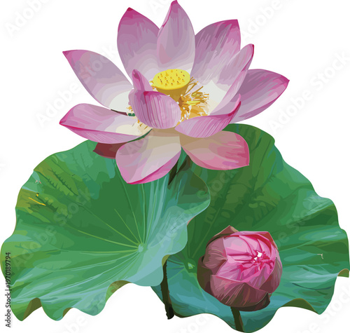 Lotus flower illustration, pink bloom with bud, green leaves design, abstract decorative artwork, modern vector drawing, natural floral motif