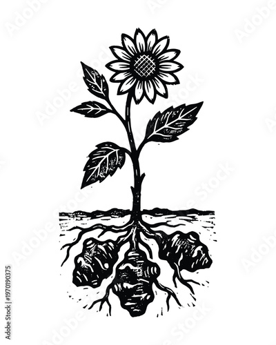 Sunflower plant with roots and tubers illustration for healthy food and agriculture