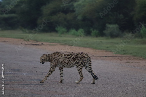 Cheetahs in South Africa