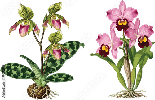 Beautiful vintage botanical illustration set of exotic orchid flowers with green leaves and visible roots isolated on white background for nature floral design