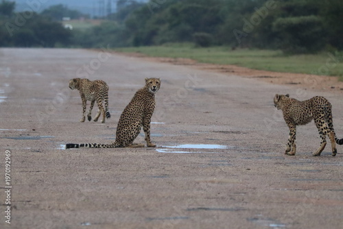 Cheetahs in South Africa