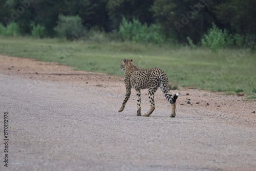 Cheetahs in South Africa