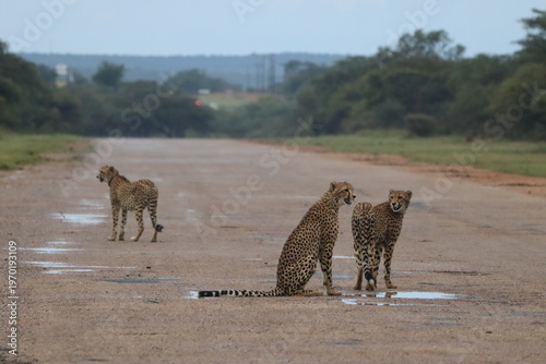 Cheetahs in South Africa