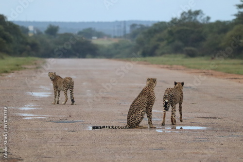 Cheetahs in South Africa