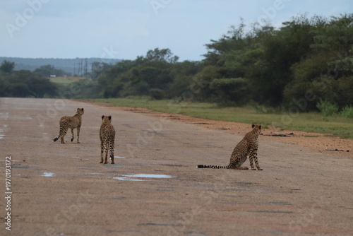 Cheetahs in South Africa