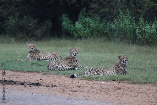 Cheetahs in South Africa