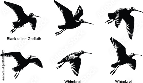 Flying shorebird silhouettes vector set, black tailed shorebird silhouettes vector set, black tailed godwit 