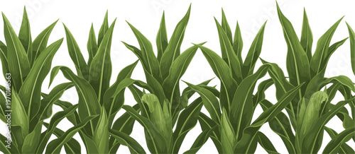 Green corn plants vector illustration, agricultural maize crop field background, lush foliage pattern, farming nature design, isolated seamless vegetation for rural agriculture concept