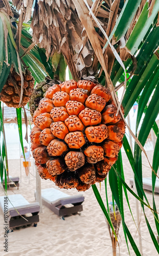 Tableau sur toile Unique Tropical Fruit Hanging from Tree