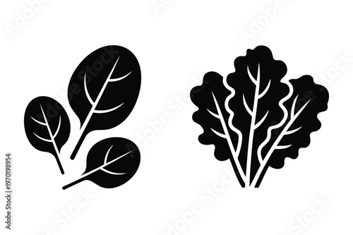 Fresh leafy greens, spinach and lettuce, vector illustration icons