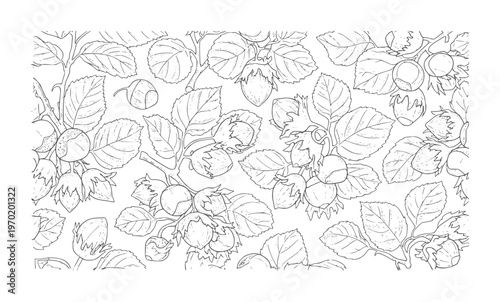 Black and white line of hazelnut branches with leaves and nuts leaf